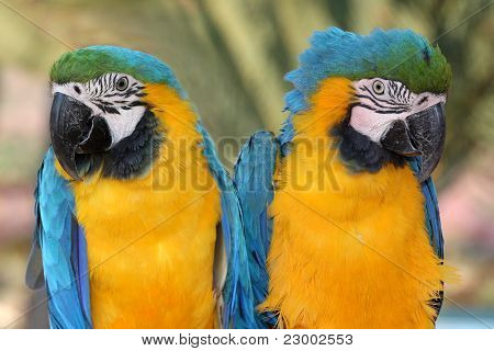 Coppia di pappagallo Maccaw