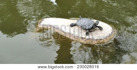 Turtle Standing On Rock In Botanic Garden Pond.
