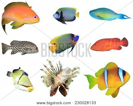 Collection Red Sea and Indian Ocean Reef fish isolated on white background