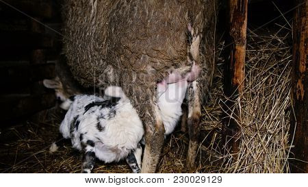 Lamb Sucks Milk From Udder Of Sheep, Struggle For Udder, 4k