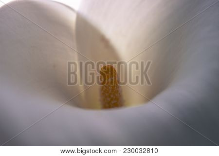 Calla. Calla Lilly Close-up. Macro Calla Flower.