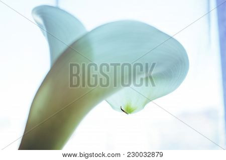 Calla. Calla Lilly Close-up. Macro Calla Flower.
