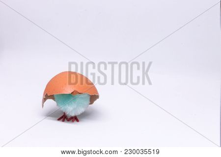 Isolated Blue Chicken Sitting In A Shell On The Background Of A Broken Shell. Concept Of Easter