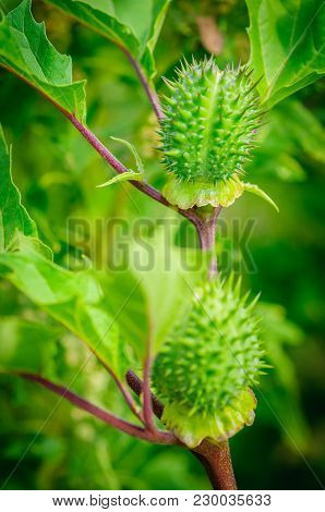 Ecballium Elaterium Or Squirting Cucumber, Interesting Plant. Beautiful Fruits