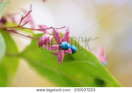 Clerodendrum Trichotomum Or Harlequin Glorybower Or Harlequin Glory Bower Flowers And Fruit.