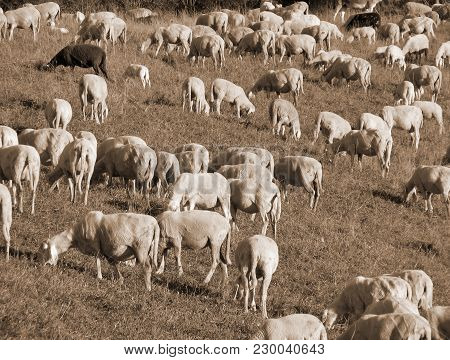 Flock With Many Sheep Grazing In The Mountains With Sepia Toned Effect