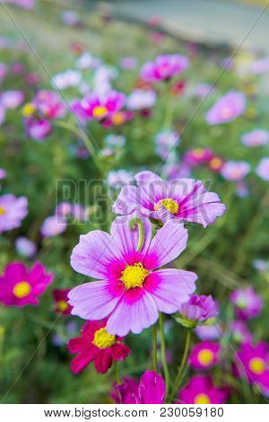 Blooming Pink Flower In The Garden, Cosmos Field In Thailand
