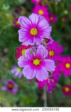 Blooming Pink Flower In The Garden, Cosmos Field In Thailand