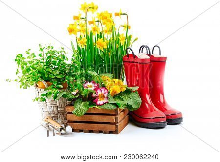 Spring gardening flower narcissus still life with red boots and garden tools, isolated on white background.