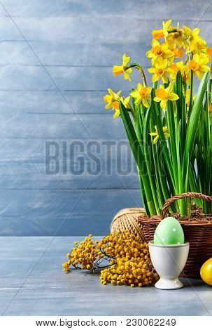 Easter holiday card with eggs yellow spring flower narcissus in wicker basket with copyspace on blue wooden board and branch mimosa.