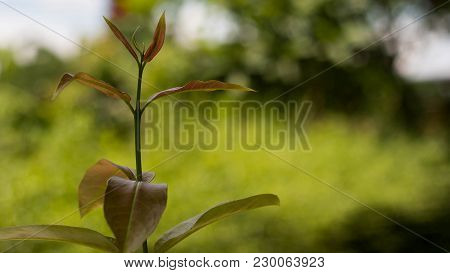 Tio Vegetables On Selective Fogus, A Vegetable That Naturally Occurs.
