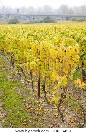 viinitarhojen ympäröimä Hochheim, Rheingau, Saksa
