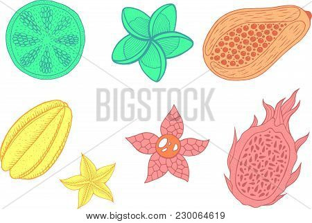 Tropical Exotic Fruits Set - Collection With Pastel Colored Isolated Elements. Vector Illustration.