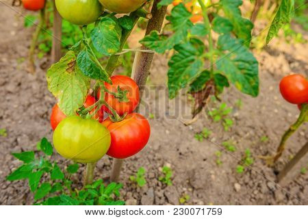 Ripe Tomatoes Growing On The Branches, Cultivated In The Garden, Gardening, Agriculture And Culinary