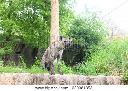 Spotted Hyena Looking At Somewhere In Open Zoo