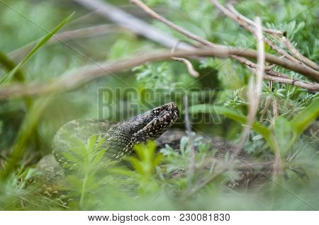 Vipera Ursinii Or Meadow Viper. Vipera Ursinii Is A Venomous Viper And A Very Widespread Species