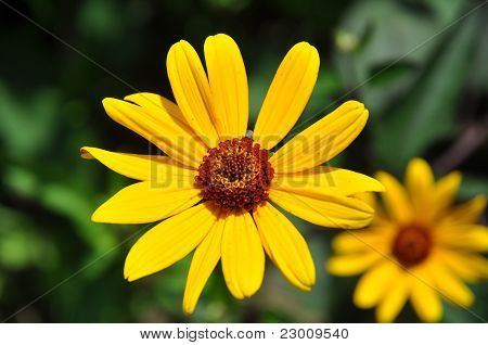 Heliopsis Helianthoides Scabra