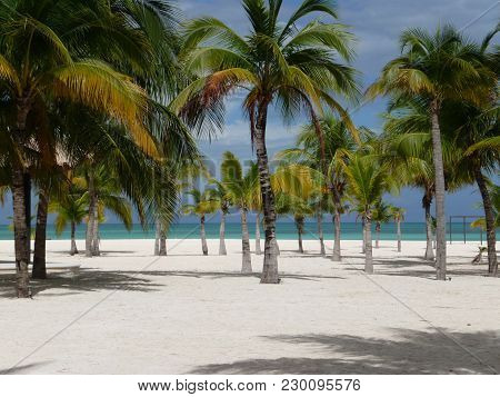 Isla Pasion - Beautiful Palm Tree Beach In The Nature Reserve Passion Island Next To Cozumel Mexico