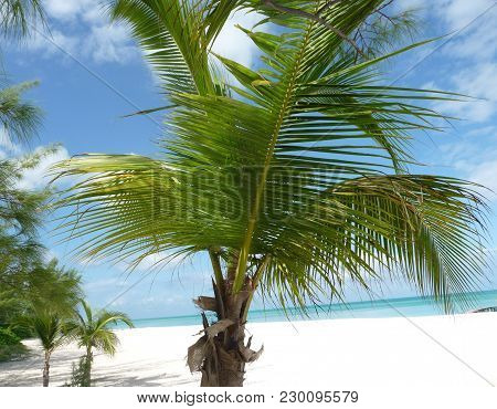 Isla Pasion - Beautiful Palm Tree Beach In The Nature Reserve Passion Island Next To Cozumel Mexico