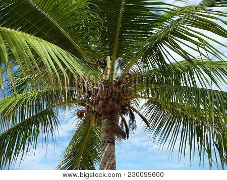 Isla Pasion - Beautiful Palm Tree Beach In The Nature Reserve Passion Island Next To Cozumel Mexico