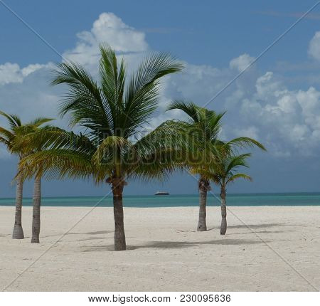 Isla Pasion - Beautiful Palm Tree Beach In The Nature Reserve Passion Island Next To Cozumel Mexico