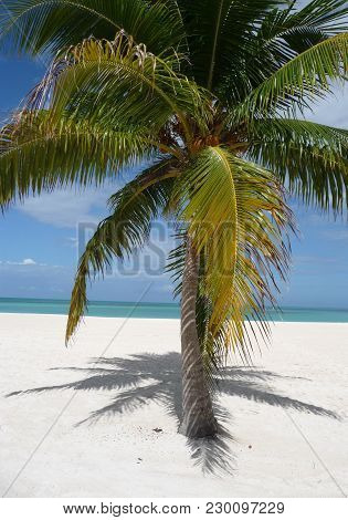 Isla Pasion - Beautiful Palm Tree Beach In The Nature Reserve Passion Island Next To Cozumel Mexico