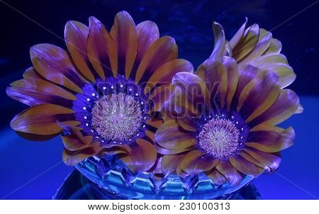 The Calendula Flower Calyx Under Ultraviolet Light