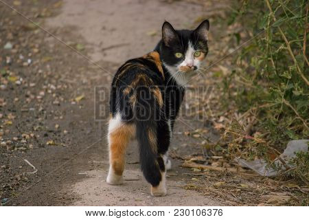 Stray Field Cats Turned Around At Road