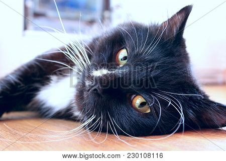 Black Cat Lying On Floor. Feline Muzzle. Lazy Cat Close Up Laying On Floor. Domestic Animal