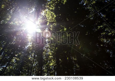 Beautiful Green Forest A Beautiful Green Forest A