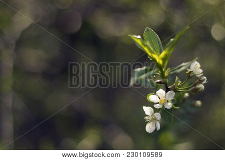 Cherry-tree Flower Spring Blossom Blurred Bokeh Background