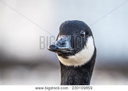 Wild Goose In Front Of Castle Nymphenburg Palace In Munich, Germany.
