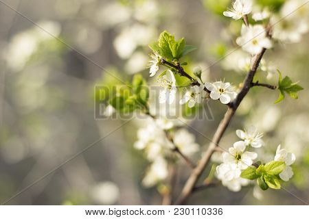 Cherry-tree Flower Spring Blossom Blurred Bokeh Background