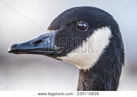 Wild Goose In Front Of Castle Nymphenburg Palace In Munich, Germany.