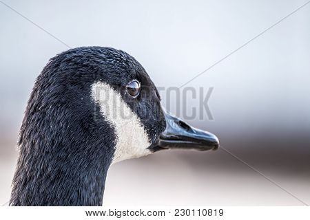 Wild Goose In Front Of Castle Nymphenburg Palace In Munich, Germany.