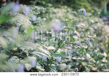 Bluebell Flower In Cloudy Day Create A Sweet Smile