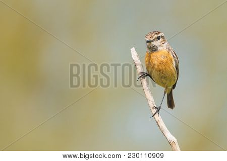 Portrait Female Of Stonechat Saxicola Rubicola, Saxicola Torquata Or  European Stonechat