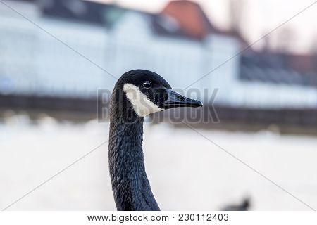 Wild Goose In Front Of Castle Nymphenburg Palace In Munich, Germany.