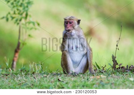 Female Macaque Monkey Macaca Sinica In Sri Lanka