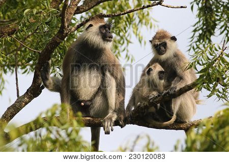 Family Of Gray Langur Semnopithecus Priam On The Tree