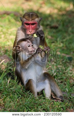 Female And Baby Macaque Monkey Macaca Sinica Is Feeding