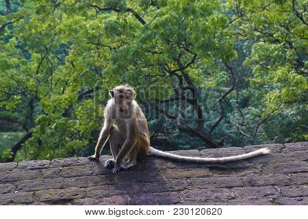 King Of Jungle, Male Macaque Monkey Macaca Sinica At Ruins
