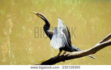 Australian Darter Also Known As Anhinga Novaehollandiae, Cormorant