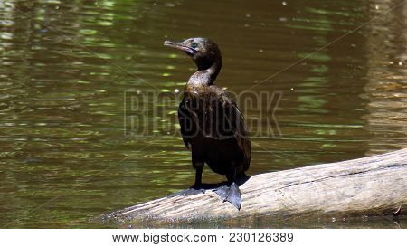 Australian Little Black Cormorant Also Known As Phalacrocorax Sulcirostris