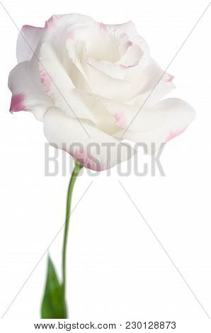 Beautiful Eustoma Flower Isolated On White Background