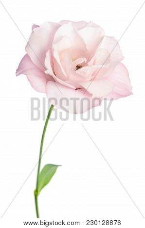 Beautiful Eustoma Flower Isolated On White Background