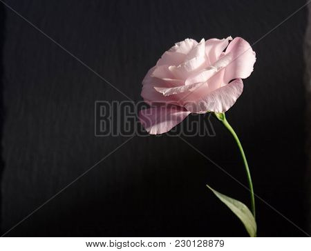 Beautiful  Single Eustoma Flower ( Rose ) On Dark Background