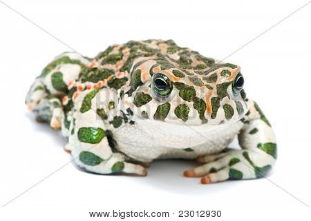 Bufo viridis. Grønne tudse på hvid baggrund.