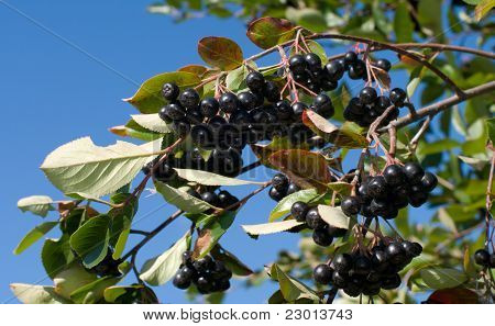 Aronia.