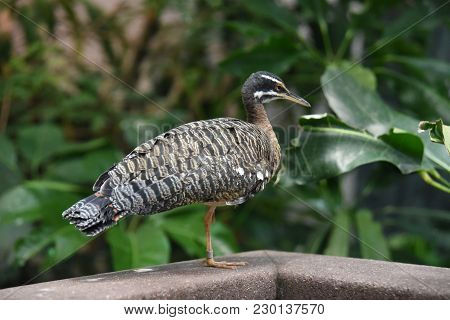 Sunbittern (eurypyga Helias) Perched On The Edge Of A Porch Railing, Animal, Bird
